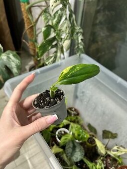 Monstera standleyana variegata (baby)