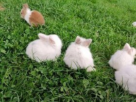 Zakrsle zajaciky
