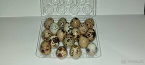 Prepeličie vajíčka - 1