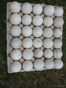 Kačacie násadové vajíčka / chov. kmeň “Barbárie”