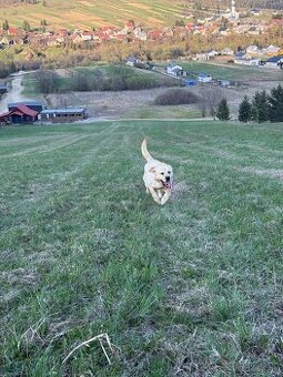 LABRADOR PES NA KRYTIE