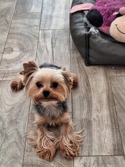 Yorkshire Terrier pes s PP