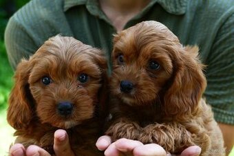 Cavapoo s doručením