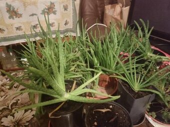 Darujem aloe vera