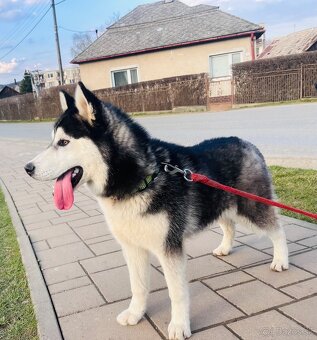 Sibirsky husky