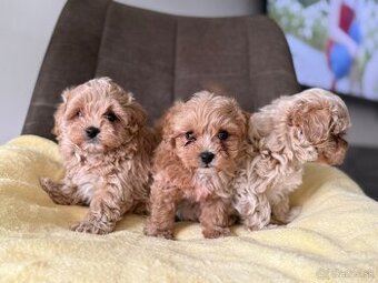 Maltipoo