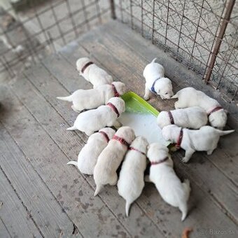 Labrador šteniatka