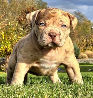 American Bully XL XXL