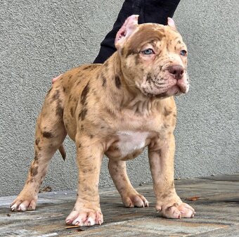 American Bully XL XXL