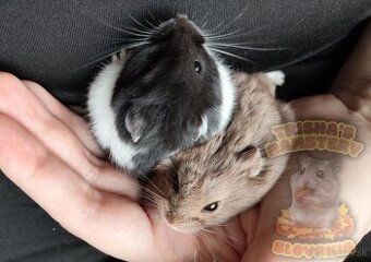 Vymaznané mláďátká škrečka Campbellovho s PP