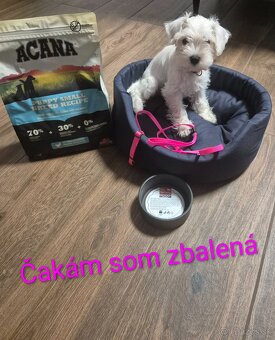 BRADAČ MALÝ BIELY Fenka