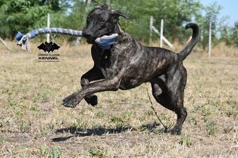 TOP Uruguajský Cimarron s PP