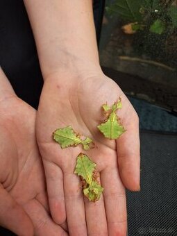 Phyllium giganteum - Listovka Strašilka - 1