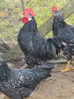 Predám mladých kohútikov na chov