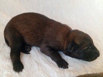 Belgický ovčiak Malinois s PP FCI