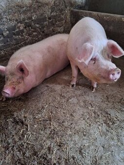 Jatočná Ošípaná