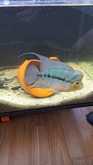 Flowerhorn