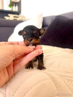 YORKSHIRE TERRIER -3color šteniatka