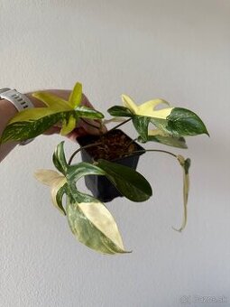 Philodendron florida beauty variegata - 1