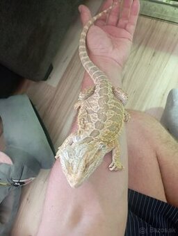 Agama bradatá