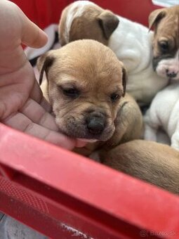 Pitbul narodený 9.9.2025