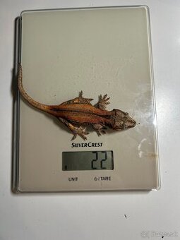 Samička Rhacodactylus auriculatus