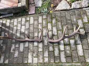 Jelenie zhody / parohy 74cm