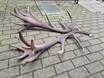 Trofej trofeje paroh parohy parozie zhody