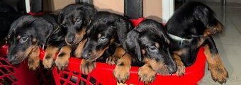 Predam čistokrvných Dobermanou