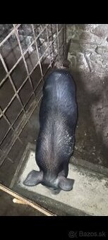 Predám krizeneho vietnamca