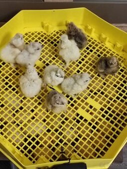 Nasadové vajcia - Hodvábničky