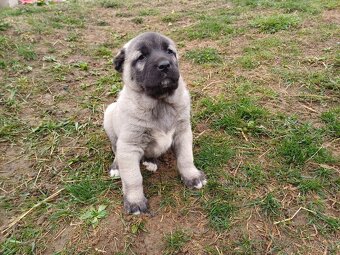 Kangal - 1
