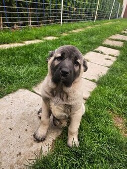 Kangal