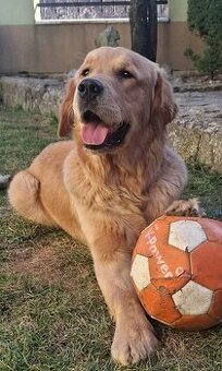 Golden retriever - zlatý retriever