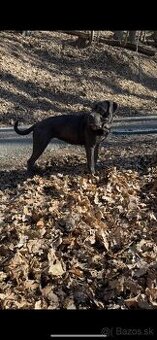 Cane corso