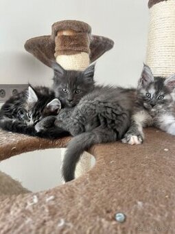maine coon/ mainska myvalia s PP