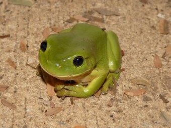 REZERVOVANÁ Rosnička Austrálska Siná Litoria caerulea