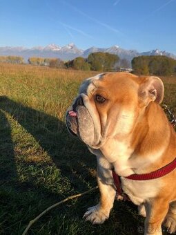 Anglicky Buldog