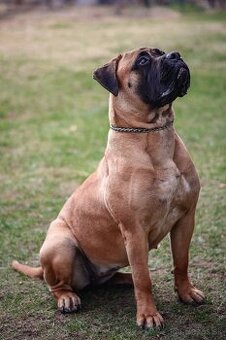 Bulmastif , Bullmastiff s PP