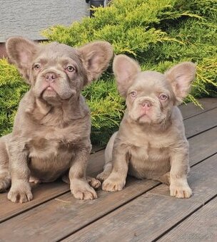 Francúzsky buldoček isabella tan fluffy psiki