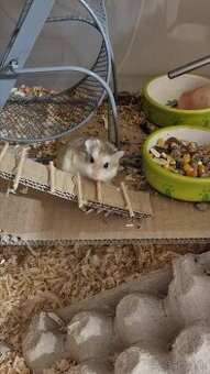 Darujem škrečky + výbava