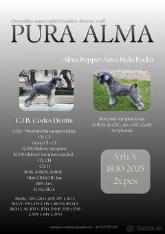 Malý bradáč- šteniatka s rodokmeňom