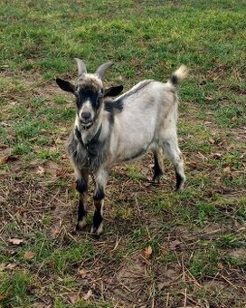 Predám kozu a capka