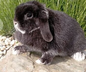 Minilop-zakrslé barančeky