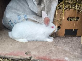 Predám králiky domáce (hyla)