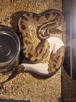 Pytón Kráľovský/ python regius