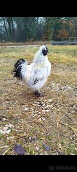 Kohútik hodvabnička