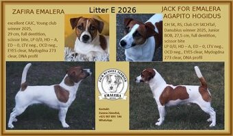 Jack russel terier s PP