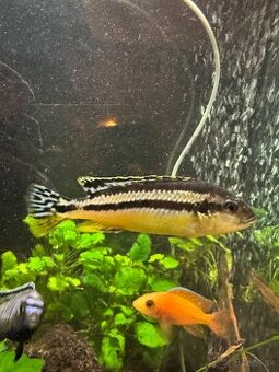 Darujem Melanochromis auratus