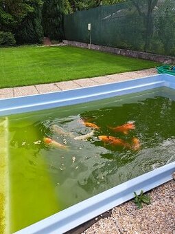 Koi kapor